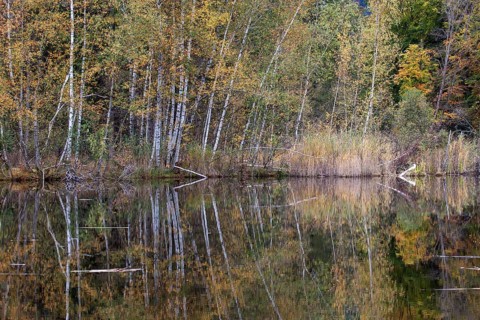 Birches (Betula), autumn colours, autumn coloured trees are reflected in the water of the moor