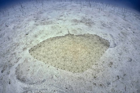 A butterfly ray (Gymnura altavela) rests on a sandy bottom in a clear blue sea. Dive site Cueva de