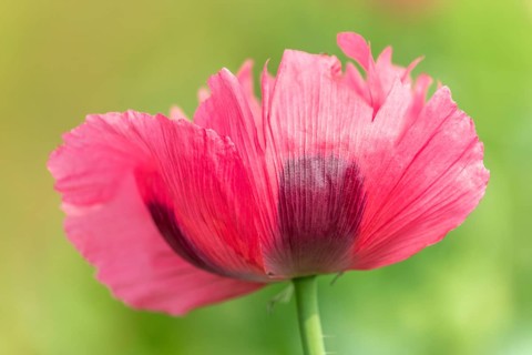 Poppy flower in the landscape in spring. Kaiserstuhl, Emmendingen, Freiburg im Breisgau,