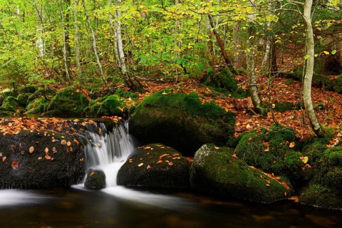 Stream in autumn, Kleine Ohe, Bavarian Forest National Park, Bavaria, Germany, Europe