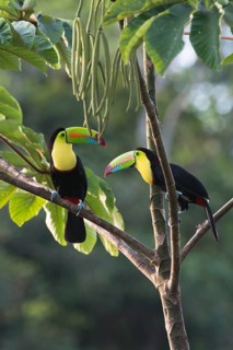 Fishing toucan (Ramphastos sulfuratus), Costa Rica, Central America