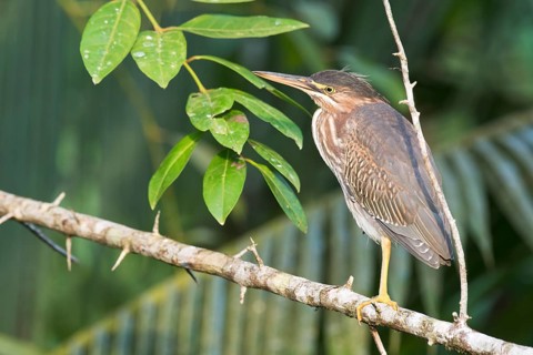 Mangrove heron (Butorides striata), juvenile, Tortuguero National Park, Costa Rica, Central America