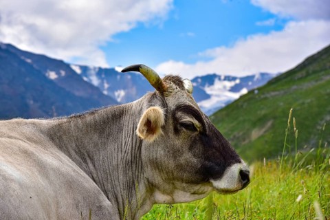 Portrait of a cow with horns on a mountain pasture in Tyrol, snow-capped mountains in the