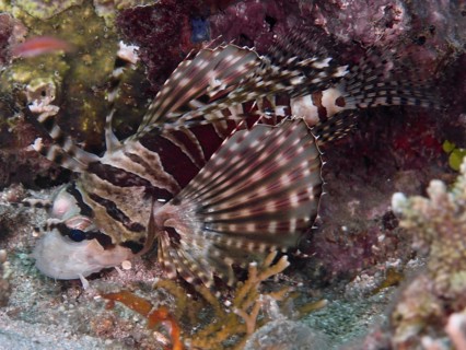 A striped fish with conspicuous fins, zebra lionfish (Dendrochirus zebra, on the seabed, dive site