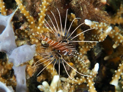 An antenna lionfish (Pterois antennata) hovers between stony corals, dive site Twin Reef,