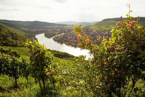 Vineyard with roses, sunset, Moselsteig Trail, Bernkastel-Kues, Moselle, Rhineland-Palatinate,