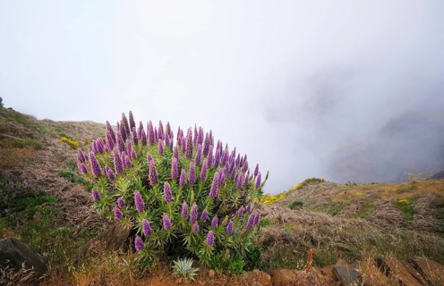 View near Pico do Arieiro of mountains in clouds with Pride of Madeira flowers and blooming Cytisus