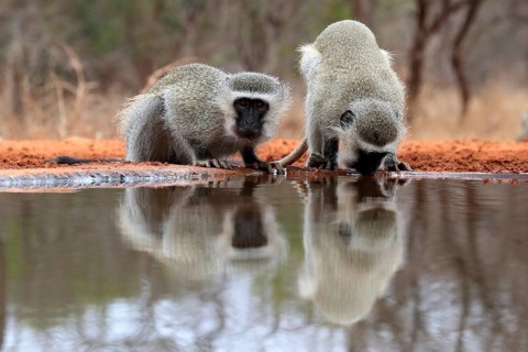 Vervet Monkey (Chlorocebus pygerythrus), adult, two animals, drinking, at the water, Kruger