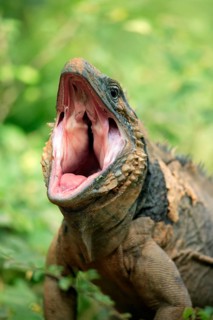 Blue iguana (Cyclura lewesi), Grand Cayman iguana, portrait, yawning, looming, Grand Cayman, Cayman