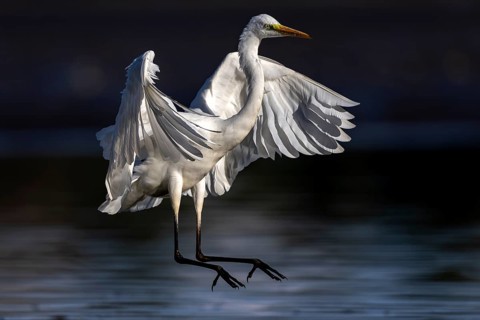 Great White Egret, (Ardea cinerea), landing in the shallows of a fish pond, Lusatia, Saxony