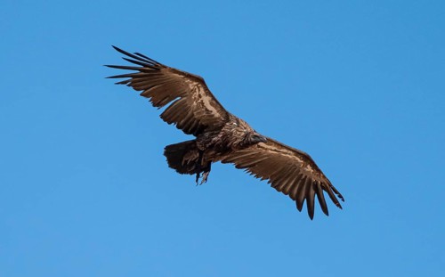 White-backed vulture (Gyps africanus) in flight against a blue sky, Etosha National Park, Namibia,