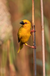 Eastern golden weaver (Ploceus subaureus), adult, male, auto-waiting, alert, preparing nest, Saint