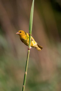 Eastern golden weaver (Ploceus subaureus), adult, female, auto-waiting, alert, Saint Lucia Estuary,