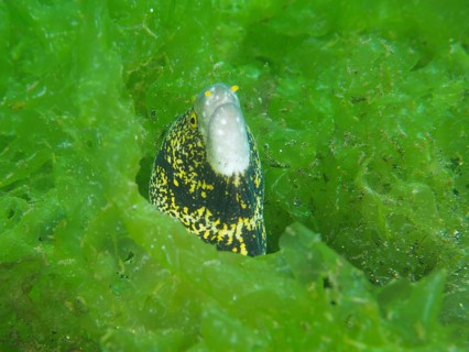 A moray eel, star spotted moray eel (Echidna nebulosa), looks out from its hiding place in green