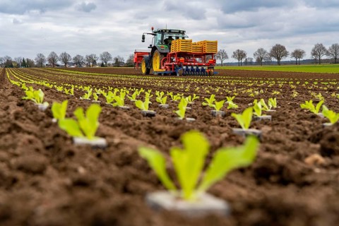 Lettuce plants, in press pots, they are planted in a field with a planting machine, agriculture,