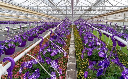 Horticulture company, flower pots, so-called petunia ampel, grow in a greenhouse, under the glass
