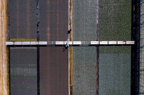 Horticultural business, irrigation with a sprinkler system, mobile on wheels in the open air,