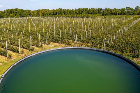 Fruit growing, berry crops, rainwater tank for plant irrigation, Germany, Europe