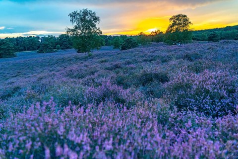 The Westruper Heide, in the Hohe Mark Westmünsterland nature park Park, near Haltern am See,