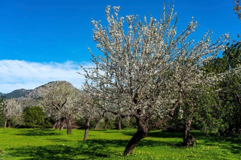 Almond blossom on Majorca, from January to March many hundreds of thousands of almond trees blossom
