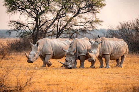 Southern white rhinoceros (Ceratotherium simum simum), three rhinos in the evening light, Khama