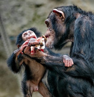 Animal portrait, Western chimpanzee (Pan troglodytes verus) playing with young, captive,