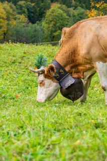 Cow on a green meadow with traditional bell and decorated horns, Lauterbrunnen, Switzerland, Europe