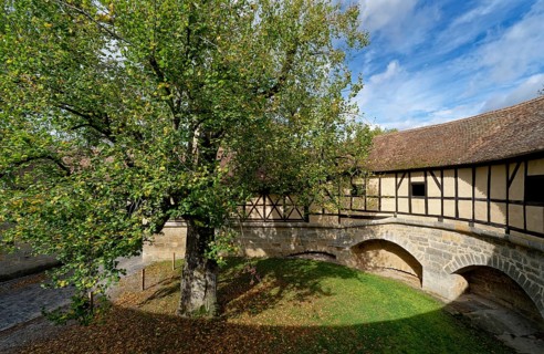 Tree in the inner courtyard of the Spitalbastei at the Spitaltor gate in the old town centre of