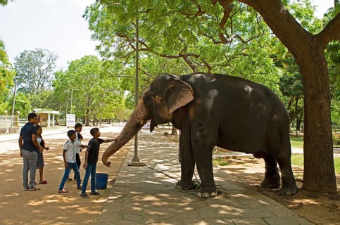 Sri Lankan children stroke the temple elephant in the Buddhist temple Ruhunu Maha Kataragama