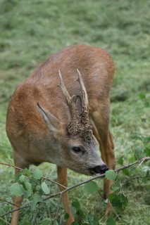 Roe deer (Capreolus capreolus) abnormal buck eating birch leaves, Dalarna, southern Sweden, Europe