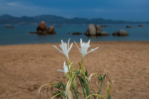 Dune daffodil, Pancratium maritimum, beach lily, lonely beach with granite rocks, sunrise, Spiaggia