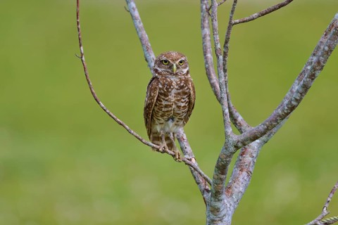Burrowing owl (Speotyto cunicularia), sitting on a branch and observing the surroundings, Pembroke
