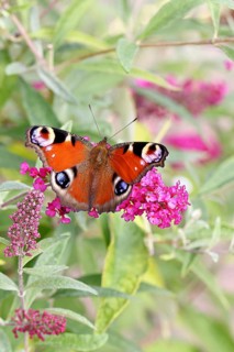 Peacock butterfly (Inachis io) sucking nectar on butterfly bush (Buddleja davidii), in a natural