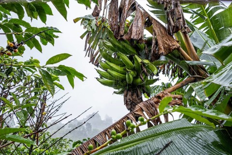 Banana tree, Cocora Valley, Salento, Quindio, Colombia, South America