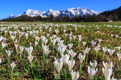 Spring crocus, crocuses, flower meadow in front of mountains, sunny, humpback meadows, Karwendel