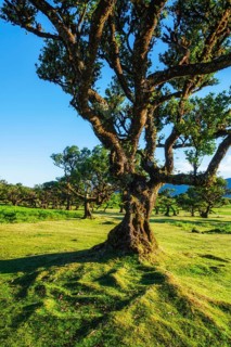 Centuries-old til trees in fantastic magical idyllic Fanal Laurisilva forest on sunset. Madeira