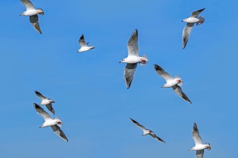 Flock of black-headed gulls (Chroicocephalus ridibundus) seagulls in non-breeding plumage in flight