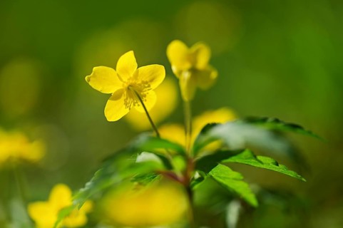 Yellow Anemone (Anemone ranunculoides), flowering, Switzerland, Europe