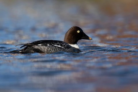 Common goldeneye (Bucephala clangula), Sweden, Europe