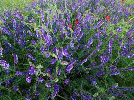 Common vetch (Vicia caracca), flowering at the edge of a field, Hesse, Germany, Europe