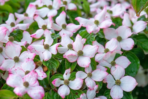 Asian flowering dogwood (Cornus kousa), Bavaria, Germany, Europe