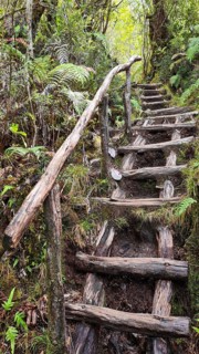 Wooden path in Pumalin National Park, carretera austral, Patagonia, Chile, South America