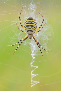 Wasp spider (Argiope bruennichi), also known as zebra spider or tiger spider in a web, Aschendorfer