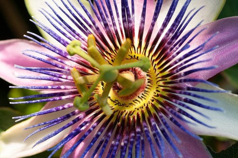 Flower impression, blue passion flower (Passiflora caerulea)
