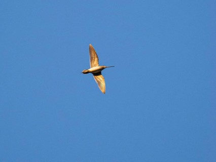 Common Snipe (Gallinago gallinago) in drumming display flight over breeding ground, three hours