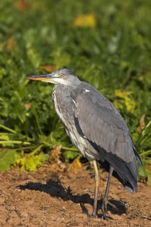 Grey heron (Ardea cinerea), Bad Dürkheim district, Rhineland-Palatinate, Federal Republic of