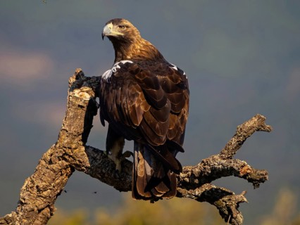 Spanish imperial eagle (Aquila adalberti), El Millaron Imperial Eagle Hid, Salorino, Extremadura