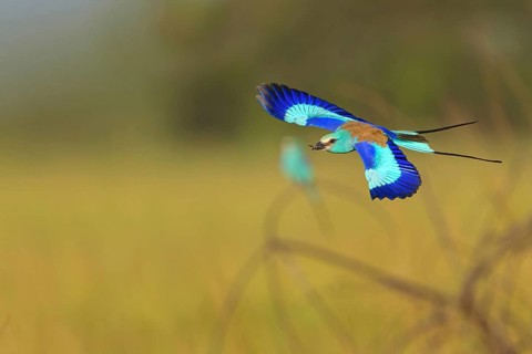 Abyssinian roller (Coracias abyssinica), Kuntaur rice fields, Kuntaur, South Bank, Gambia, Africa