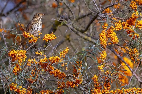 Song thrush (Turdus philomelos), Heligoland Island, Schleswig-Holstein, Federal Republic of Germany