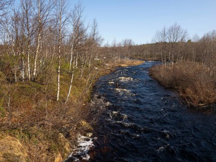 River flowing through Hairy Birch woodland (Betula pubescens), beside Pokka, May, Finnish Lapland